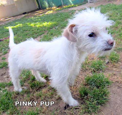 Pinky Pup (Puppy)