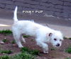 Pinky Pup (Puppy)