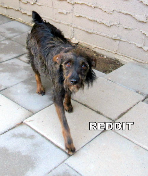 Reddit