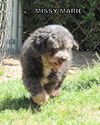 Missy Marie (Ritzy)