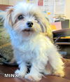 Minx (Ritzy)