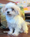 Minx (Ritzy)