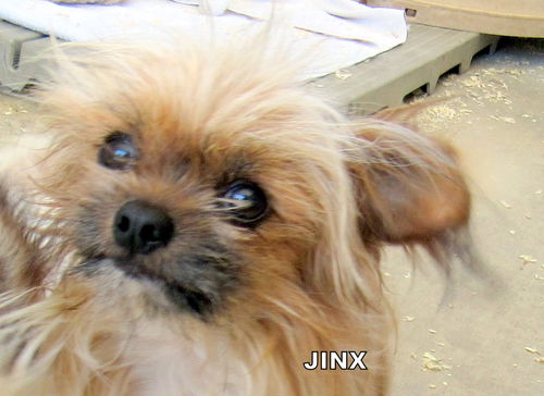 Jinx (Ritzy)