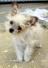 Binky (Posh Puppy)