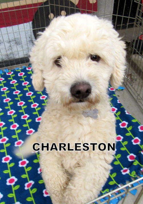 Charleston (Ritzy)