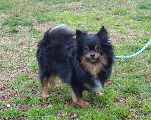 Toby