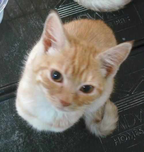 Creamsicle