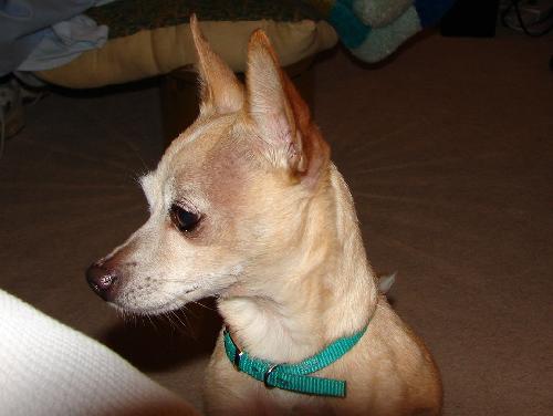 Herman