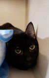 Sooty