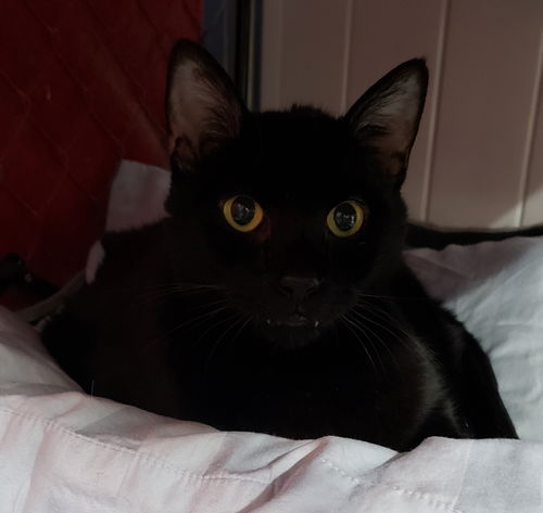 Sooty