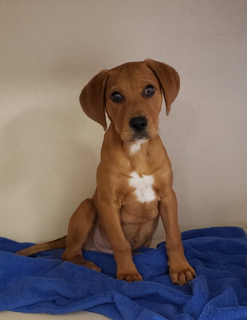 Copper