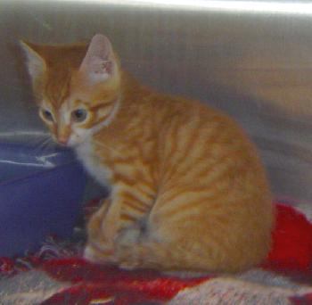Tigger