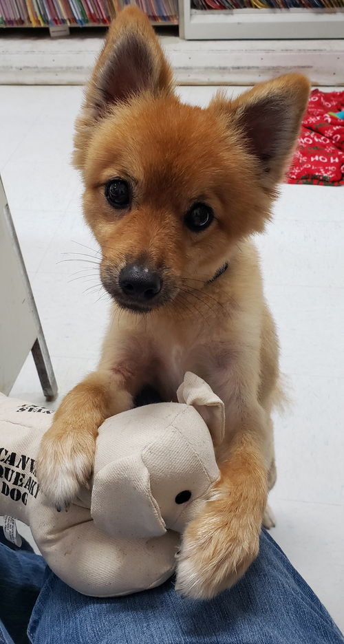 Simba