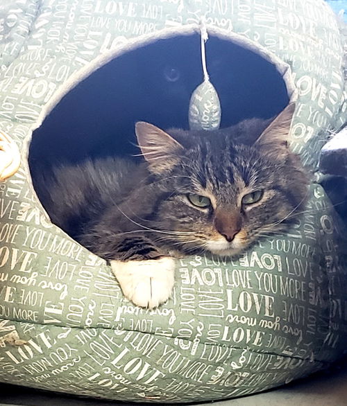 Leia