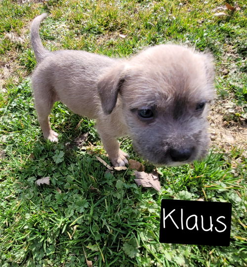 Klaus