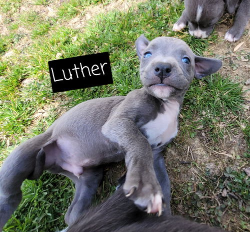 Luther