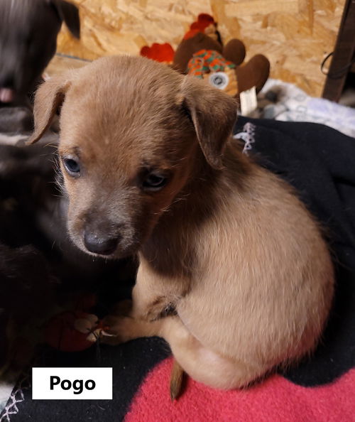 Pogo