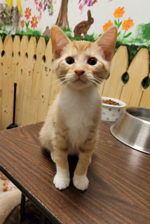 Cheddar