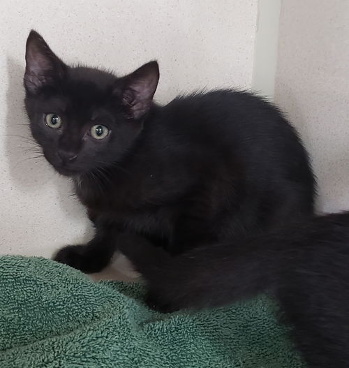 Delilah