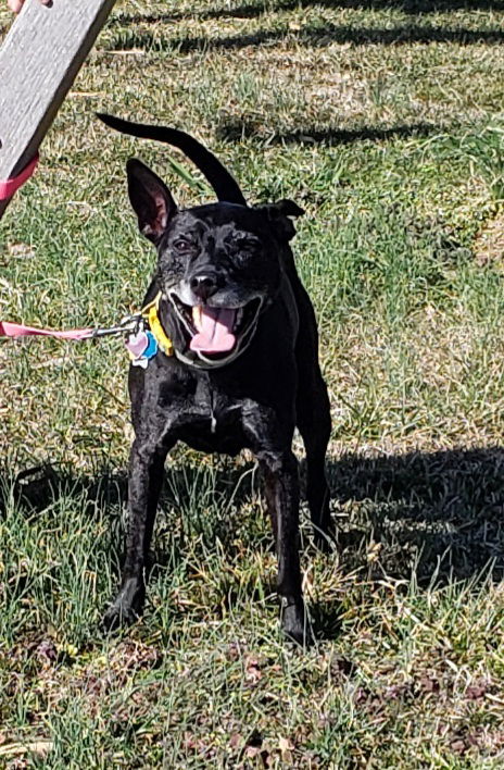 adoptable Dog in Lexington Park, MD named Gretchen