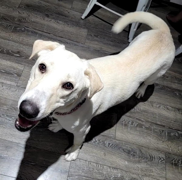 Ava