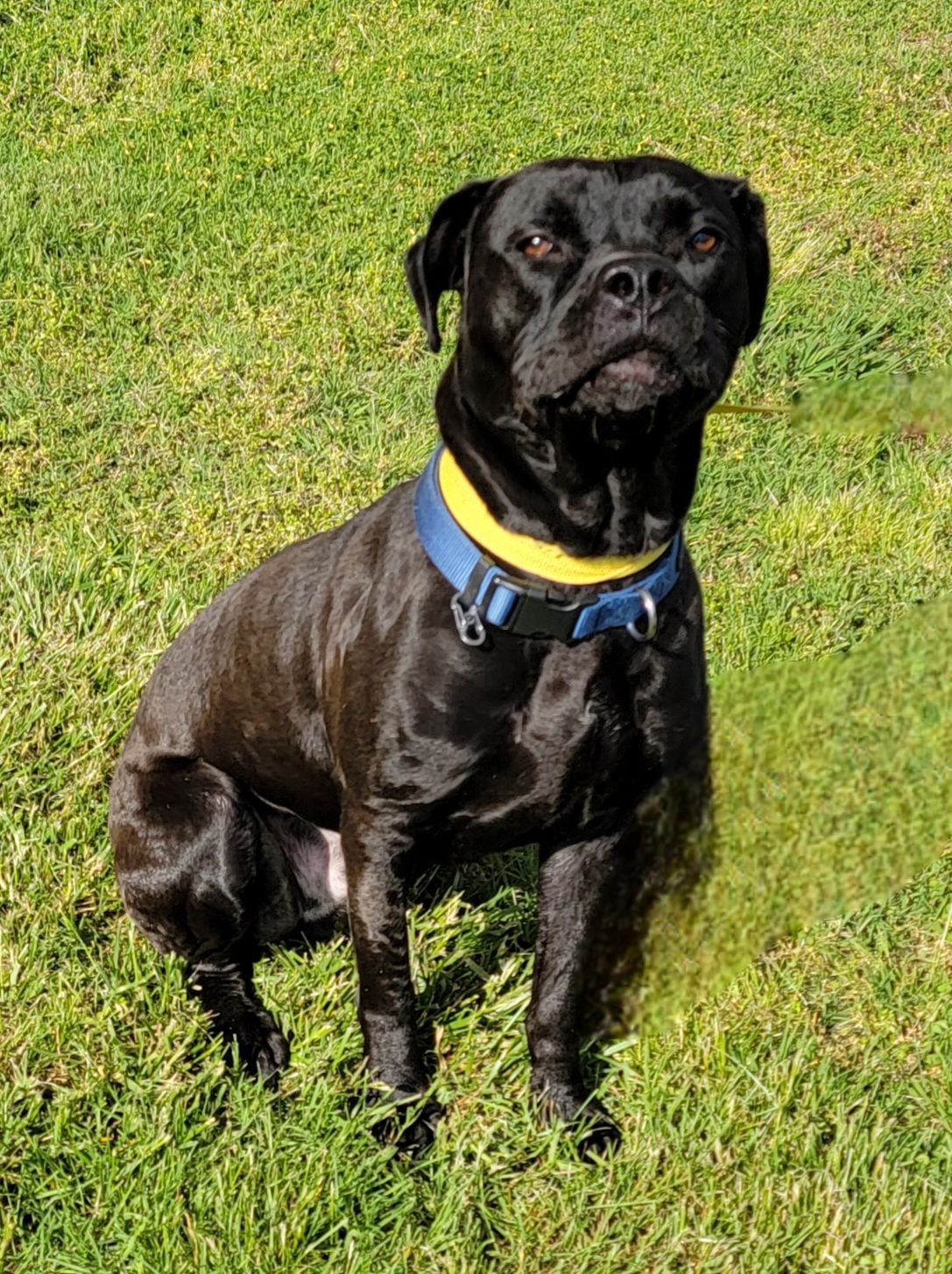 adoptable Dog in Lexington Park, MD named Ghost