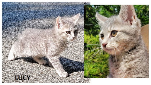 COOPER KITTENS