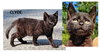 COOPER KITTENS