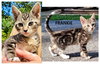COOPER KITTENS