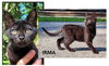 COOPER KITTENS