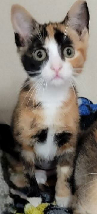 Sylvie