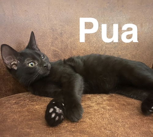 Pua