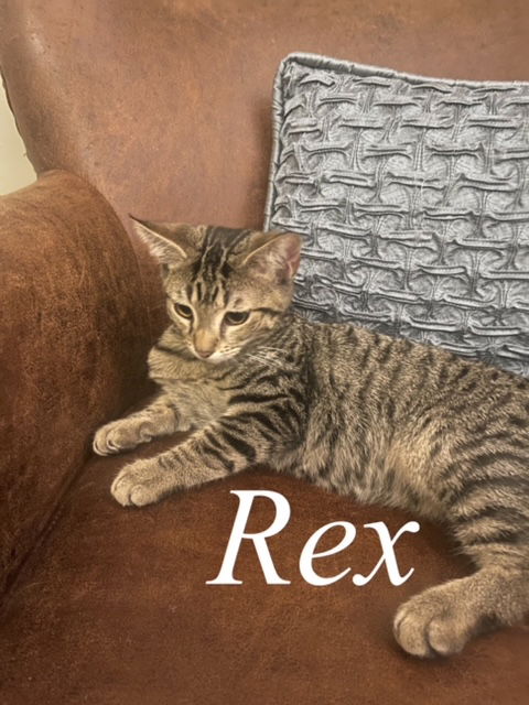 Rex