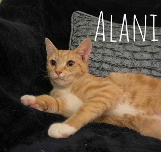 adoptable Cat in Lexington Park, MD named Alani