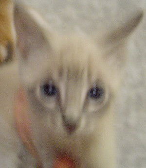 Romeo