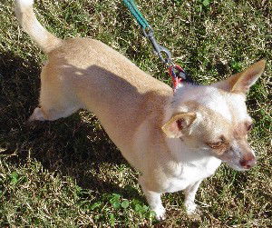 Chico