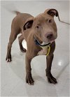 adoptable Dog in  named Pewter
