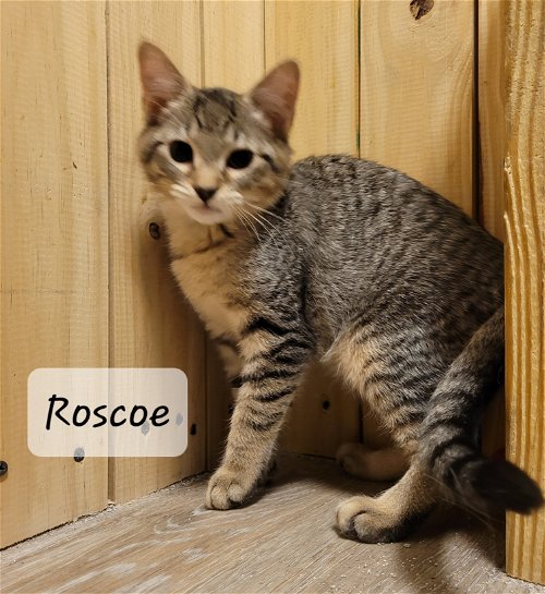 Roscoe