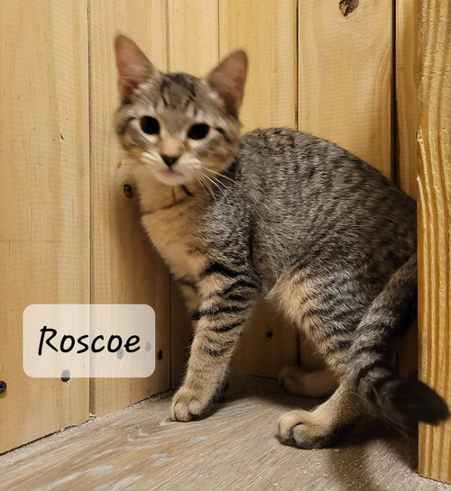 Roscoe