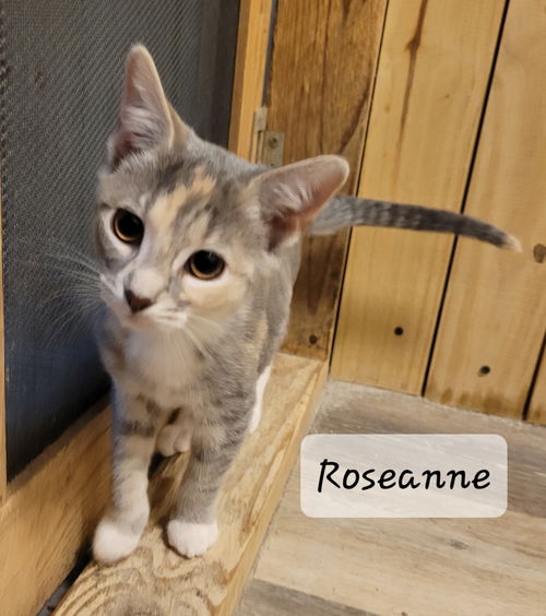 Roseanne