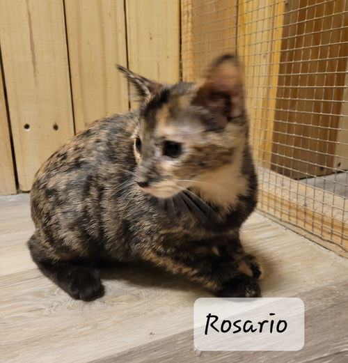 Rosario