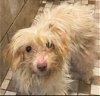 adoptable Dog in lexington park, MD named Ethel