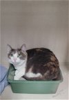 adoptable Cat in , MD named Patchy