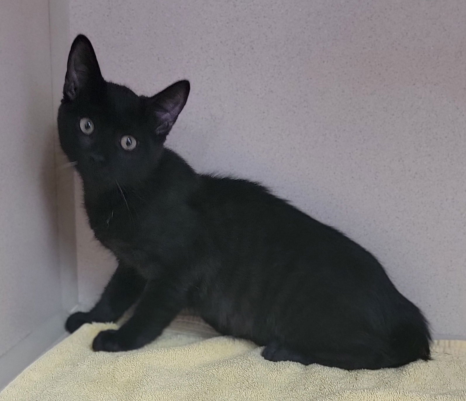 adoptable Cat in Lexington Park, MD named Fire Pepe