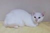 adoptable Cat in , MD named Fire Bambina