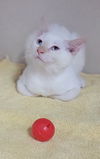 adoptable Cat in , MD named Fire Infans