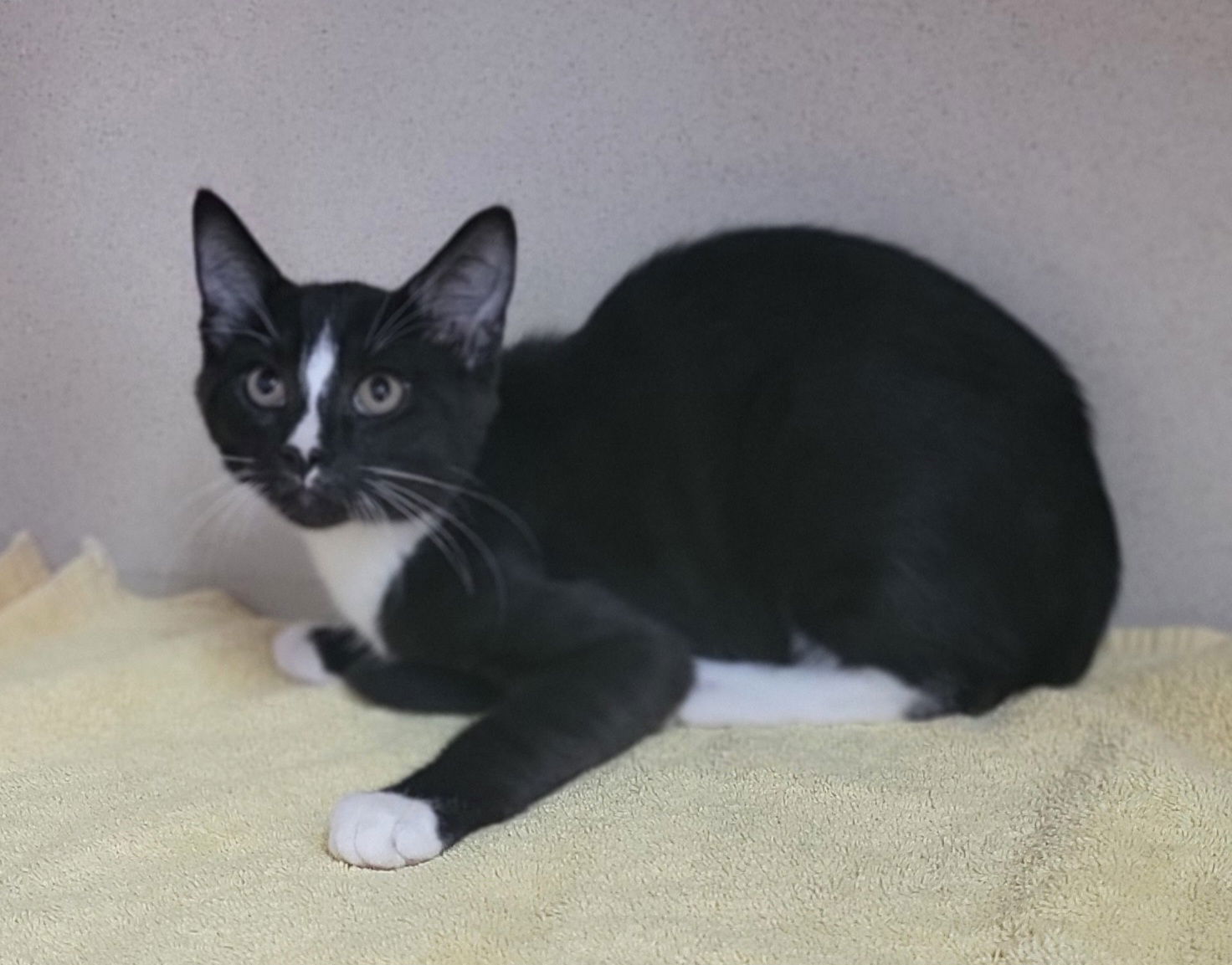 adoptable Cat in Lexington Park, MD named Fire Mtoto