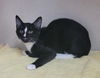 adoptable Cat in , MD named Fire Mtoto