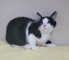 adoptable Cat in , MD named Fire Bebek