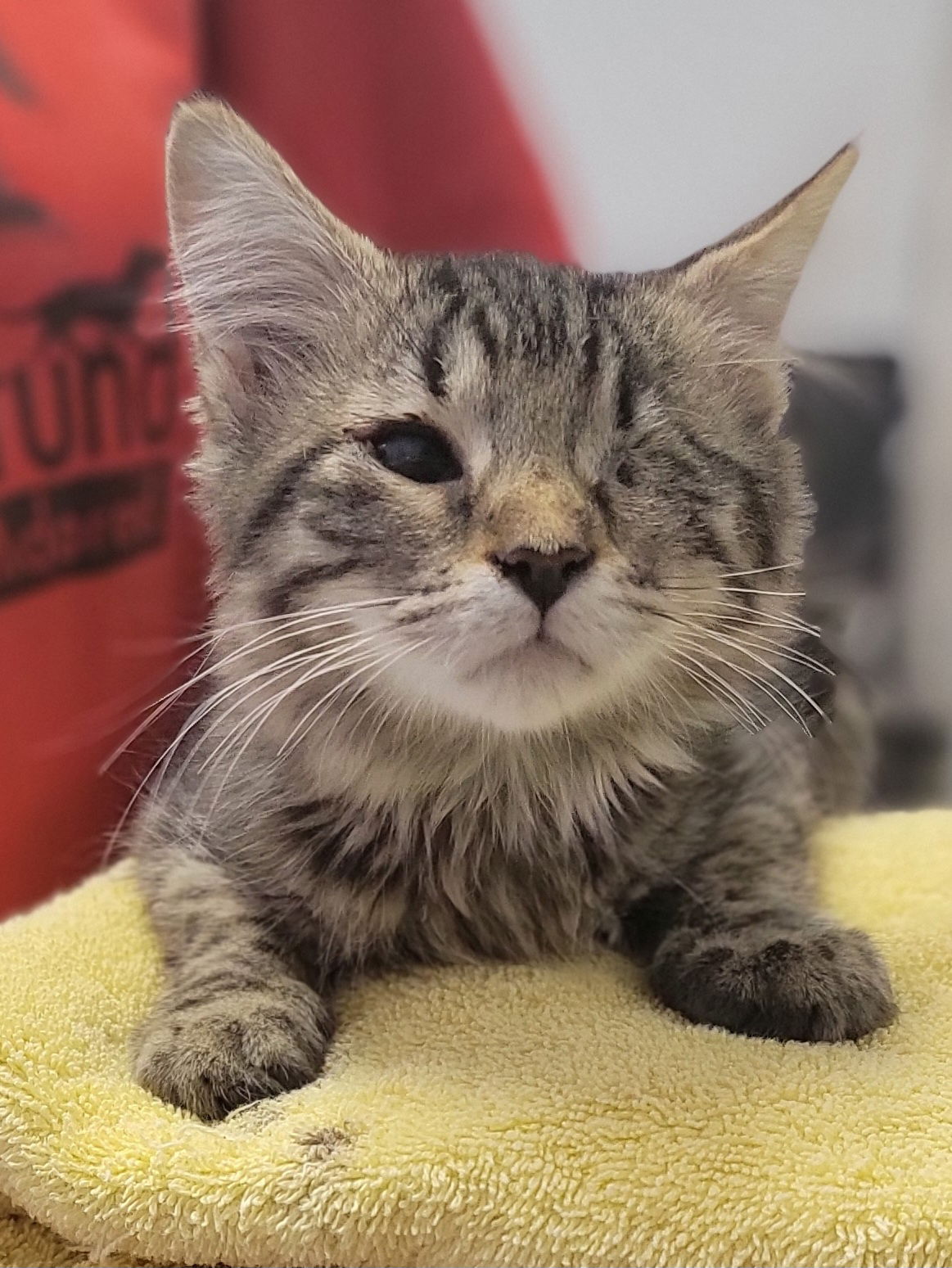 adoptable Cat in Lexington Park, MD named Fire Baby